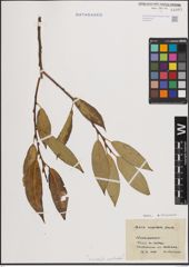 Foto von Salix fragilis L. x Salix pentandra L.